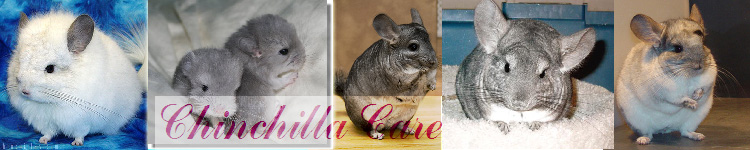 Chinchilla Care